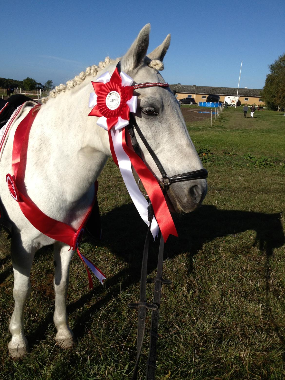Sasja - forskellige billeder - What at horse billede 14