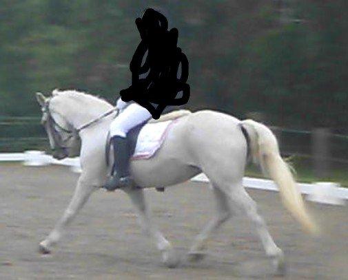 Sasja - forskellige billeder - Middeltrav i LC3... Ups, sådan går det når man er vant til at ride LA1 og LA2 :$ billede 17