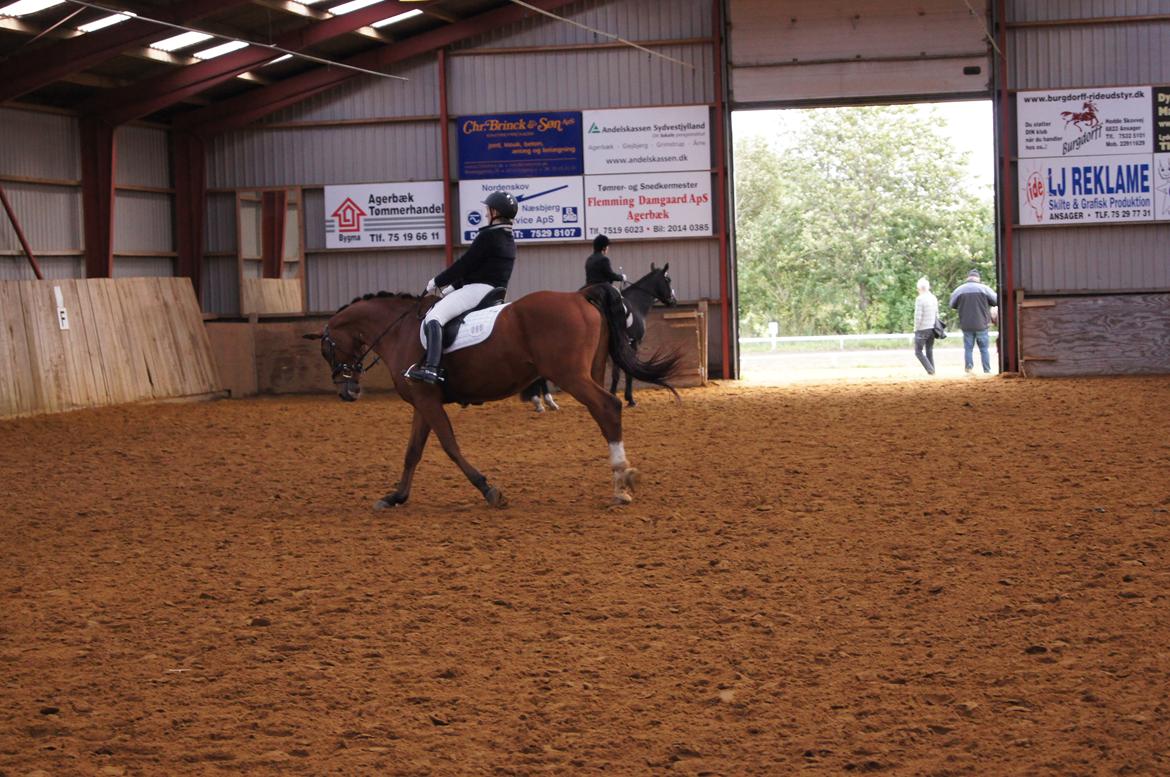 Stævne i Helle Rideklub 15-16 september. billede 5