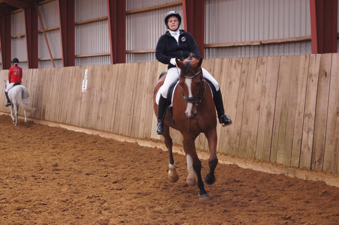 Stævne i Helle Rideklub 15-16 september. billede 7