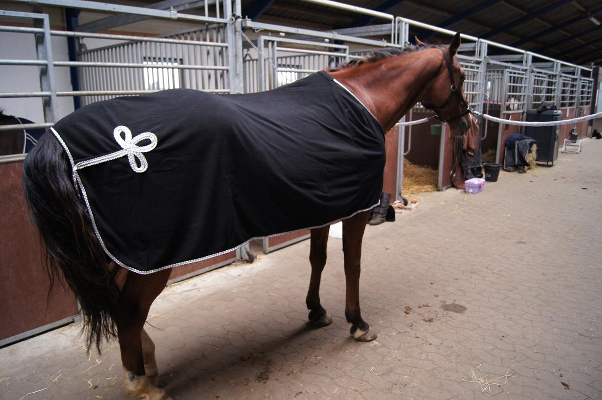 Stævne i Helle Rideklub 15-16 september. billede 11