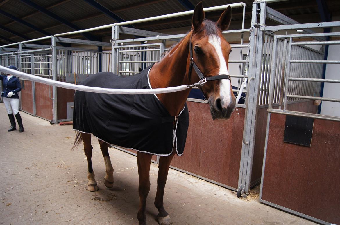 Stævne i Helle Rideklub 15-16 september. billede 12