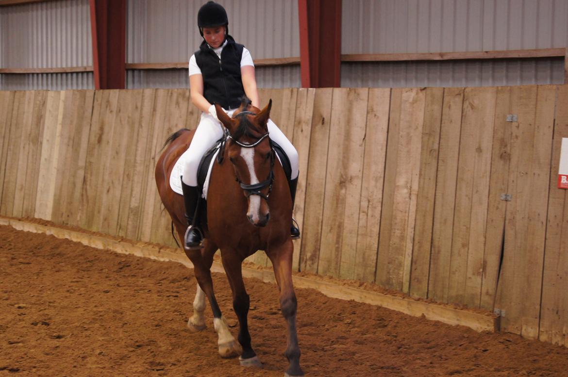 Stævne i Helle Rideklub 15-16 september. billede 13