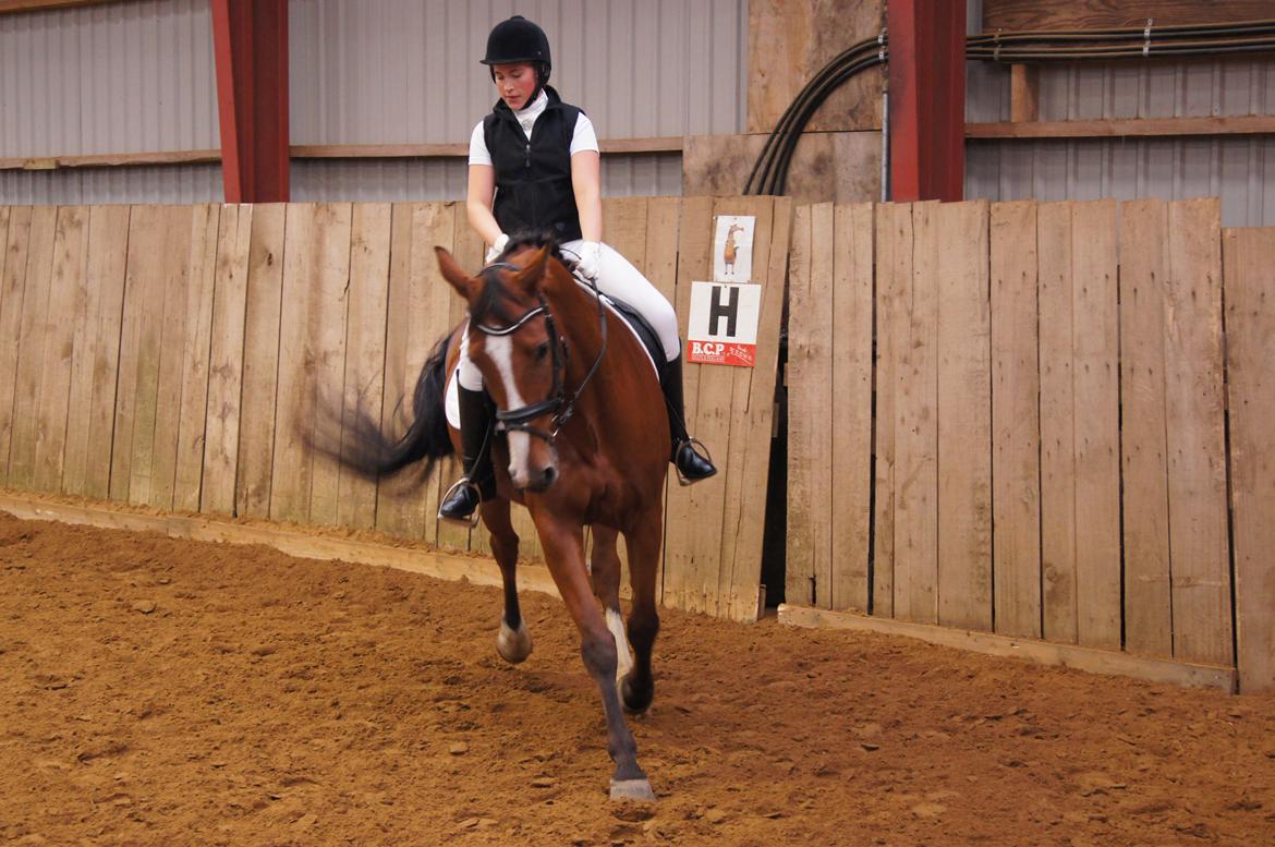 Stævne i Helle Rideklub 15-16 september. billede 16