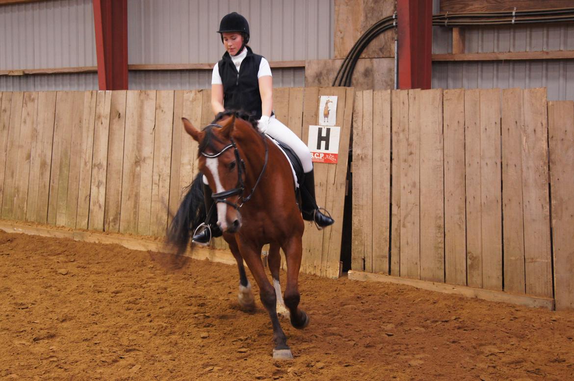 Stævne i Helle Rideklub 15-16 september. billede 17