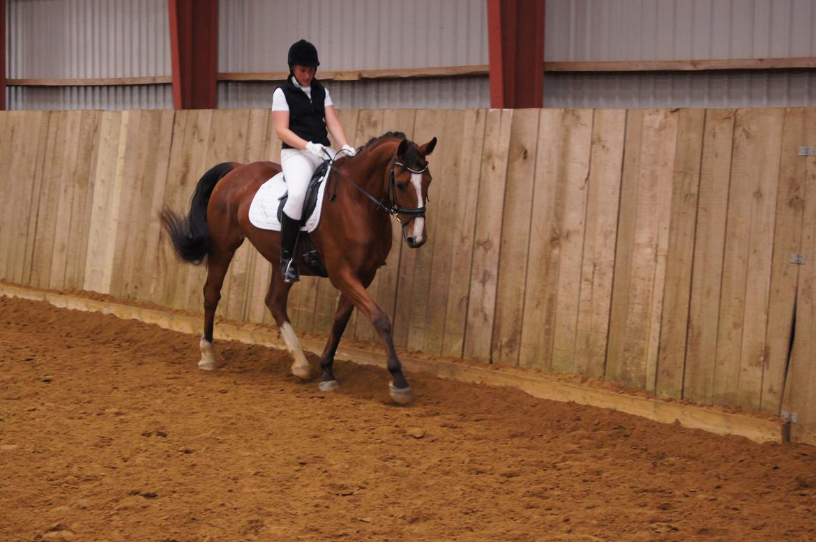 Stævne i Helle Rideklub 15-16 september. billede 18