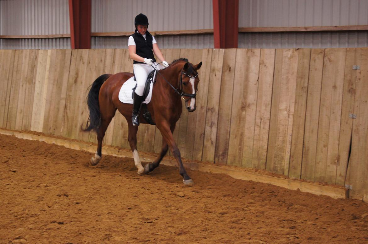 Stævne i Helle Rideklub 15-16 september. billede 19