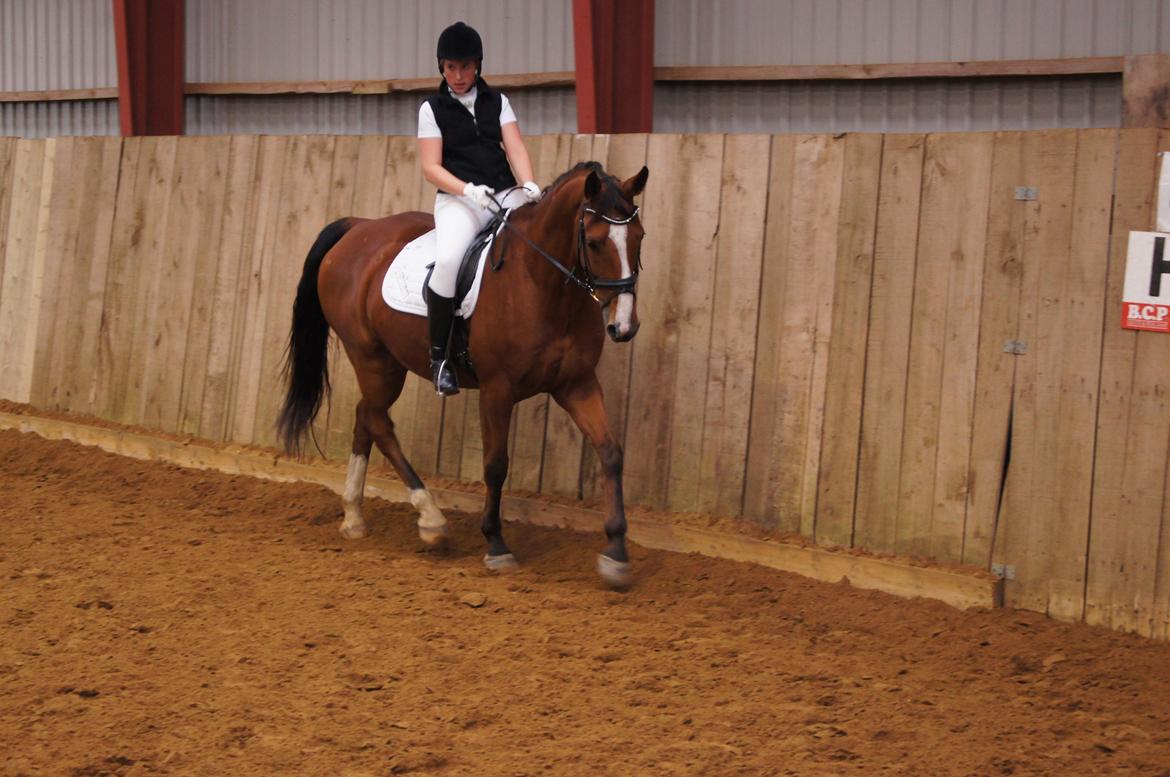 Stævne i Helle Rideklub 15-16 september. billede 22