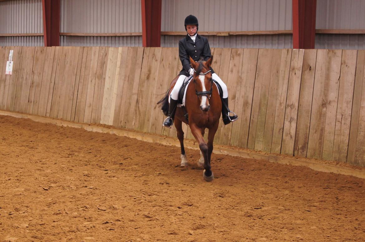 Stævne i Helle Rideklub 15-16 september. billede 25