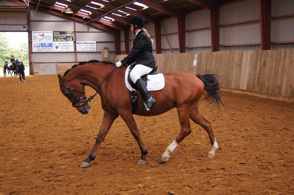 Stævne i Helle Rideklub 15-16 september. billede 26