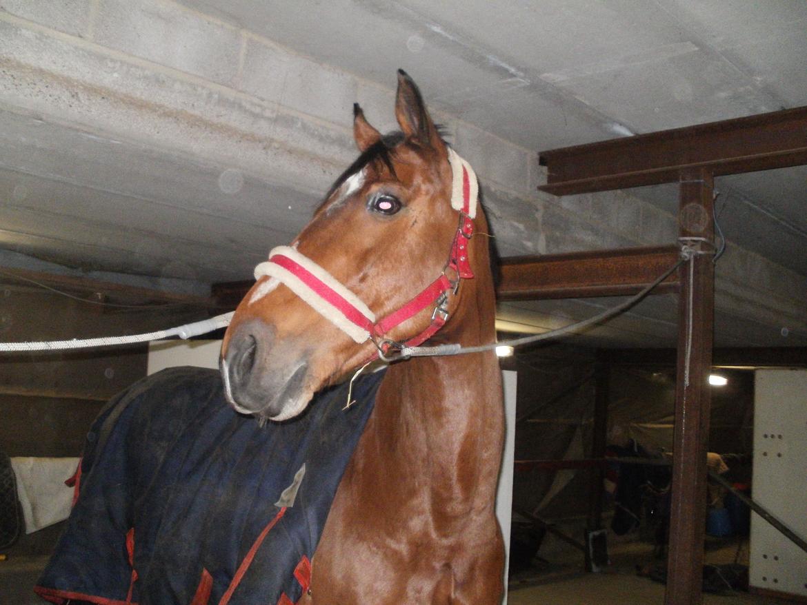 Fredericia Rideklub  - Moonlight :-) Hendes ejer : Trine Østerlund!  billede 11