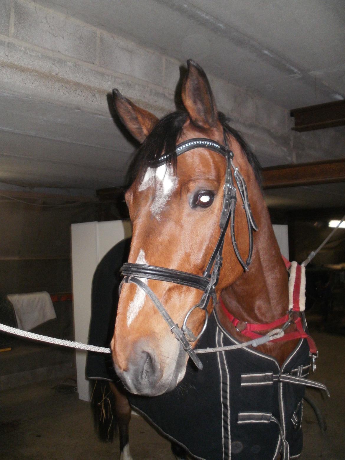 Fredericia Rideklub  - Moonlight :-) Hendes ejer : Trine Østerlund billede 12