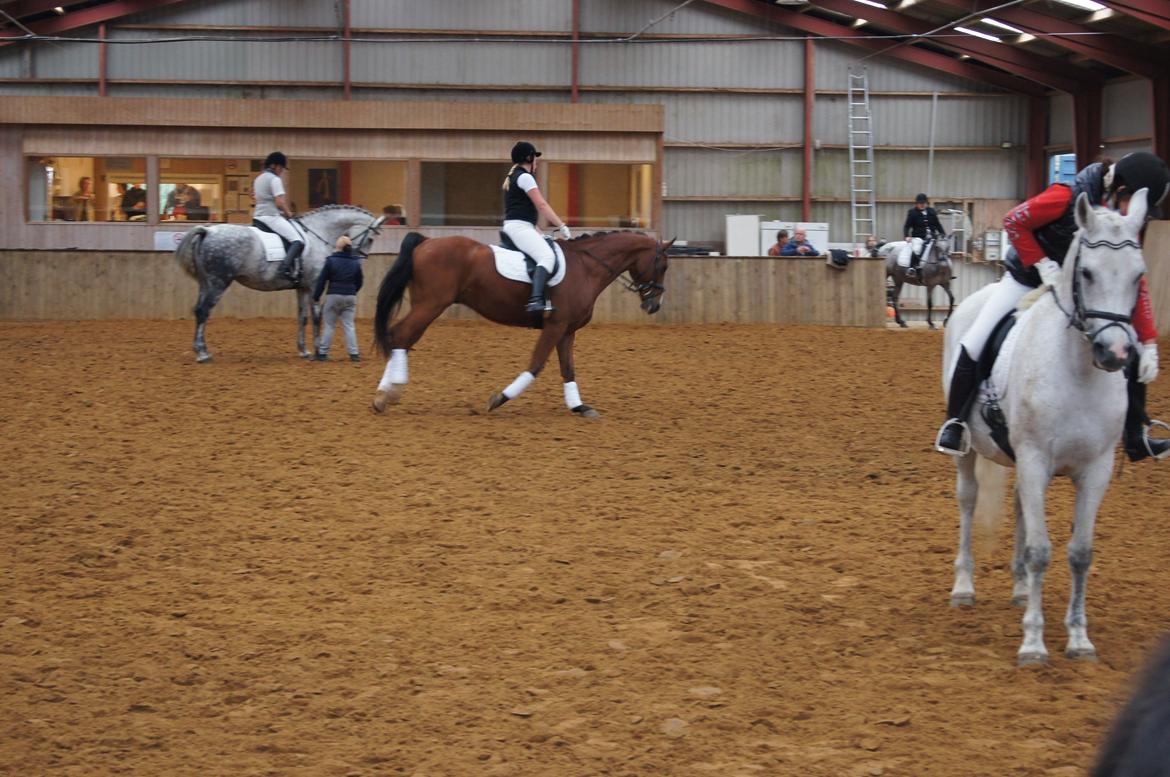 Stævne i Helle Rideklub 15-16 september. billede 33