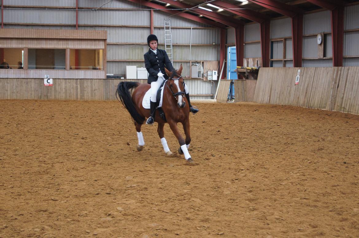 Stævne i Helle Rideklub 15-16 september. billede 35