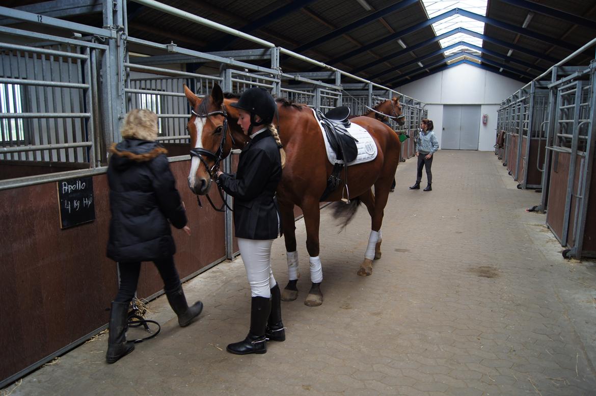 Stævne i Helle Rideklub 15-16 september. billede 40