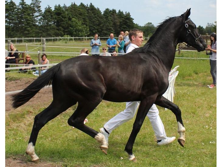 {{currentPhoto.altText}} billede {{currentPhoto.number}}