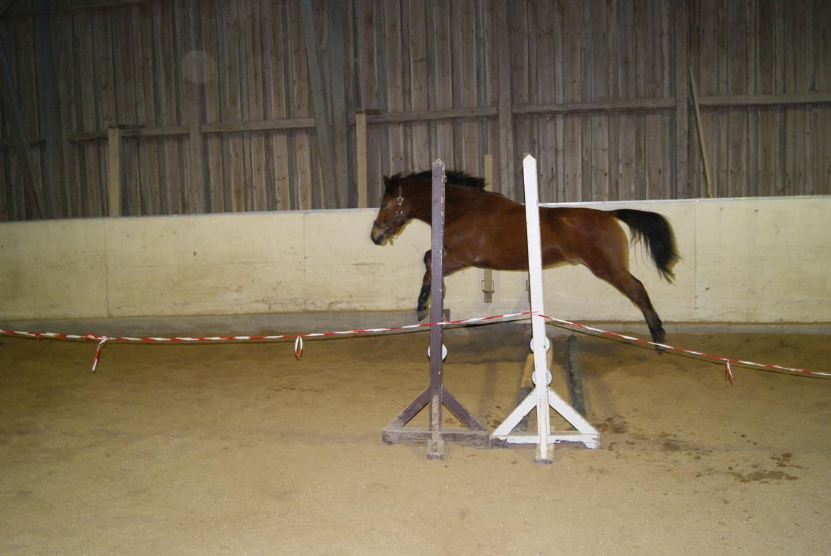 Løsspring på Stevnsbogård D.22/12-2012 - Webum billede 3