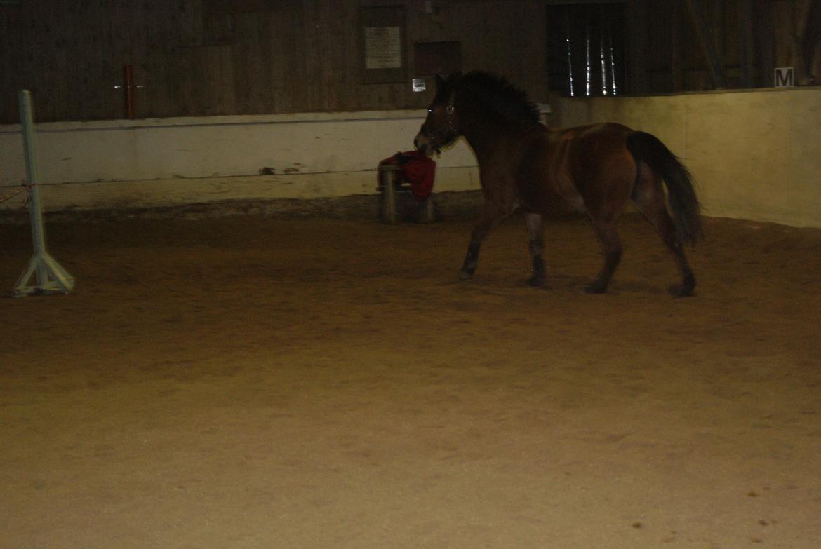 Løsspring på Stevnsbogård D.22/12-2012 billede 4