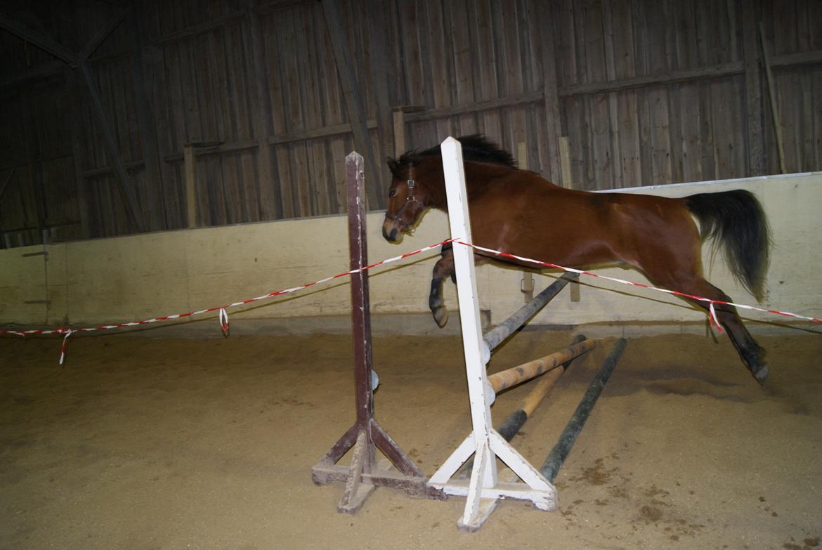 Løsspring på Stevnsbogård D.22/12-2012 billede 6