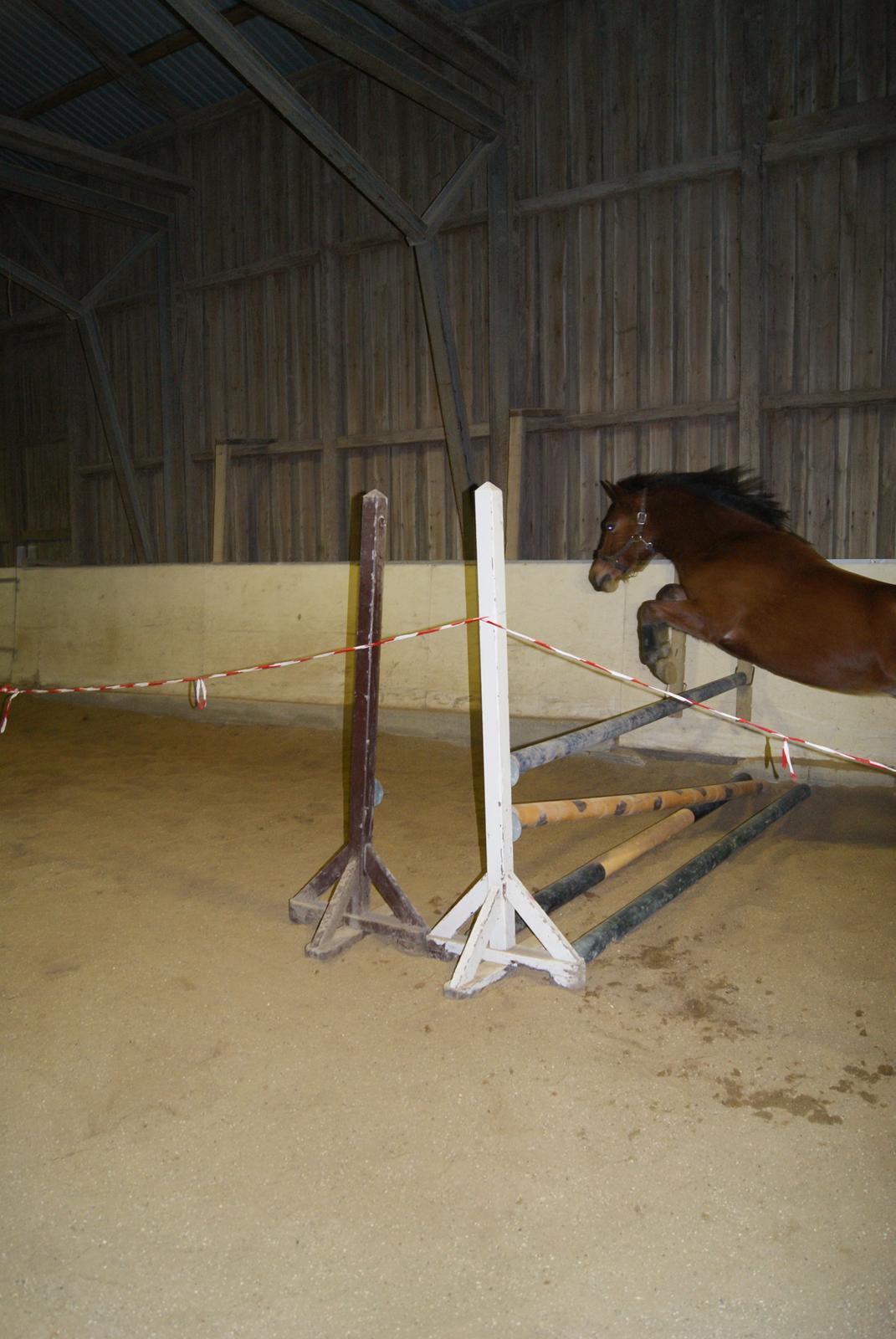 Løsspring på Stevnsbogård D.22/12-2012 billede 7