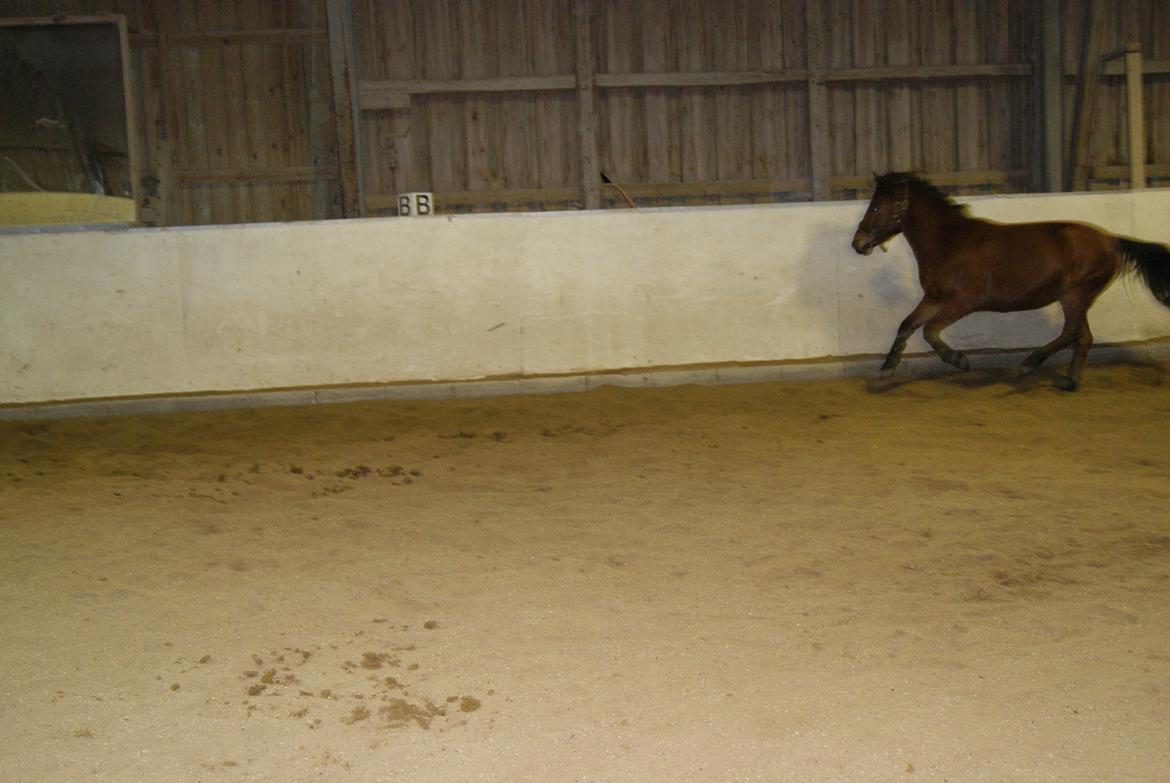 Løsspring på Stevnsbogård D.22/12-2012 billede 8