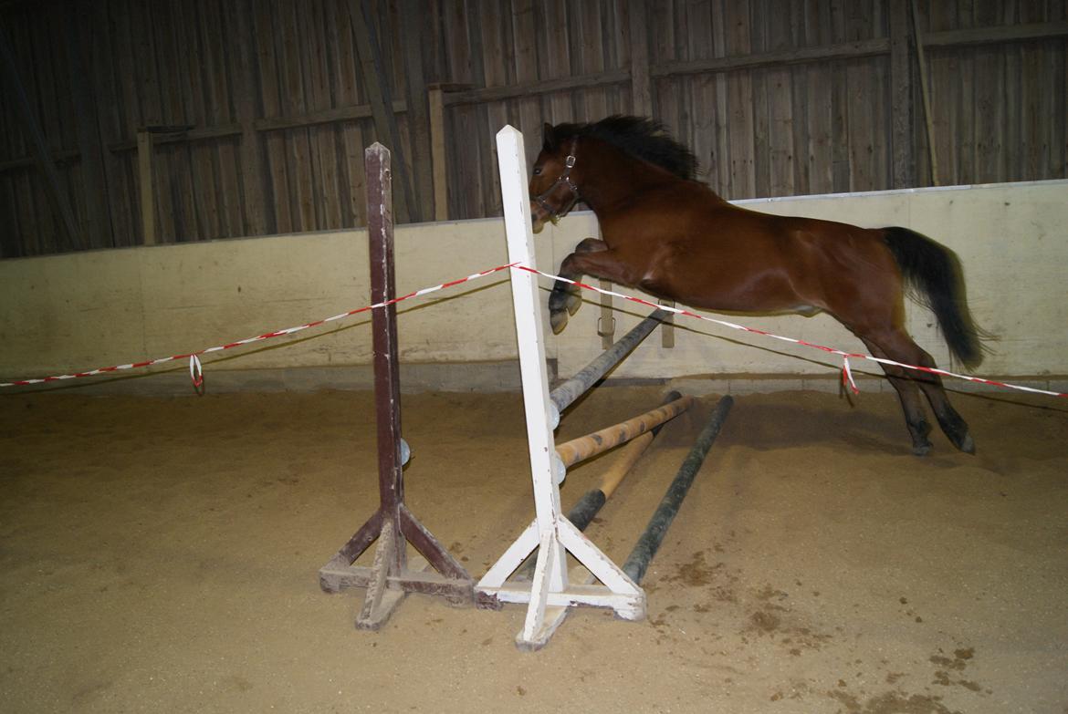 Løsspring på Stevnsbogård D.22/12-2012 billede 9