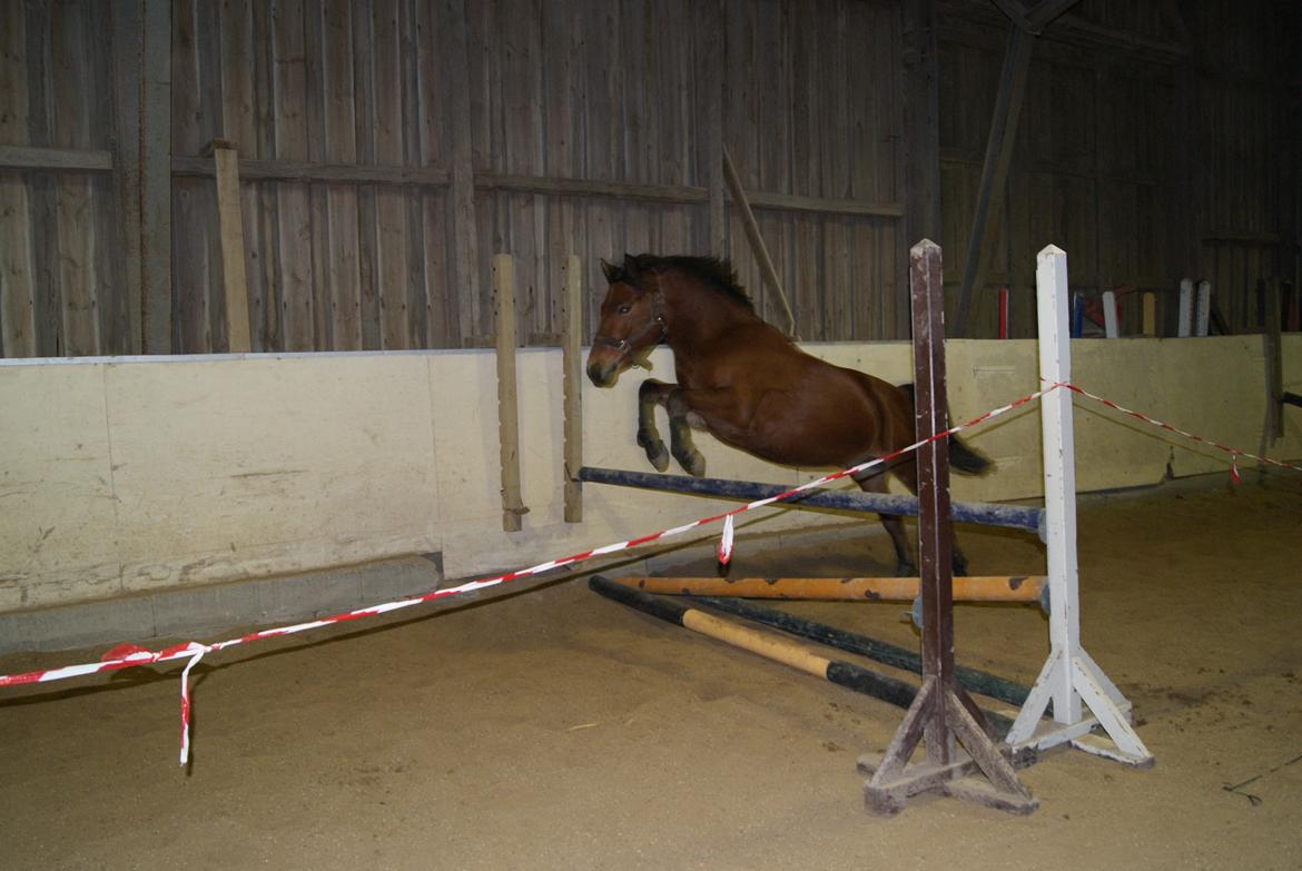 Løsspring på Stevnsbogård D.22/12-2012 billede 11