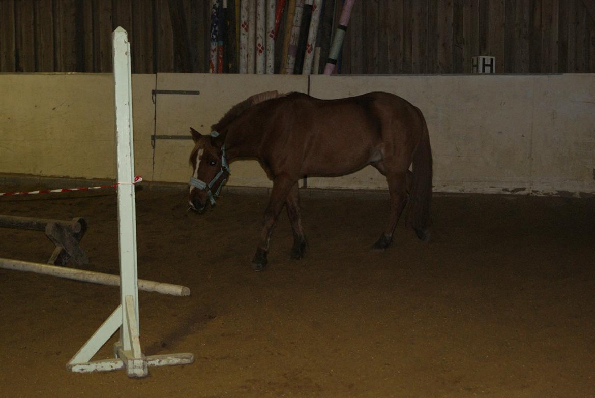 Løsspring på Stevnsbogård D.22/12-2012 billede 12