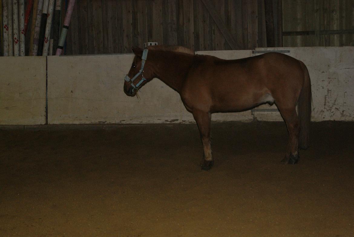 Løsspring på Stevnsbogård D.22/12-2012 billede 13