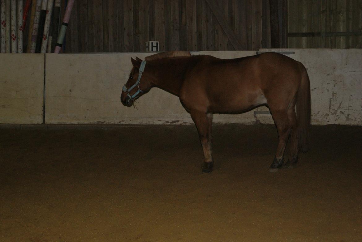 Løsspring på Stevnsbogård D.22/12-2012 - Apollo billede 14