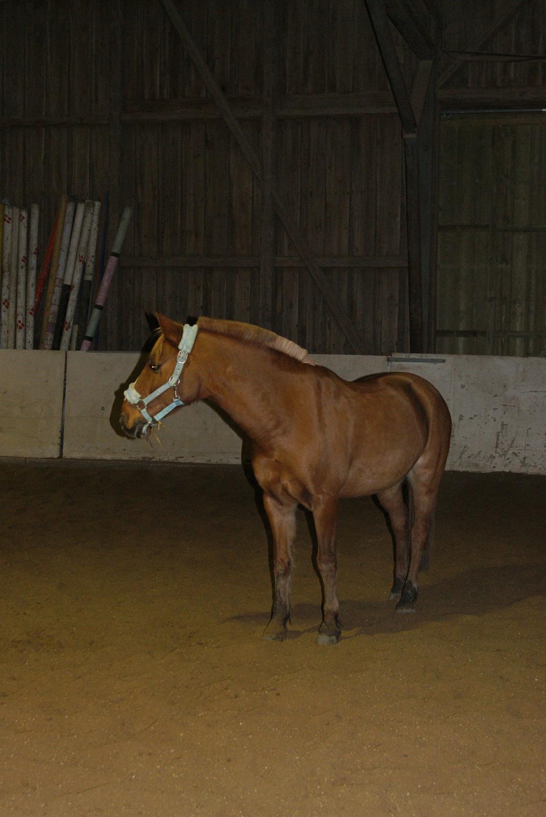 Løsspring på Stevnsbogård D.22/12-2012 billede 16