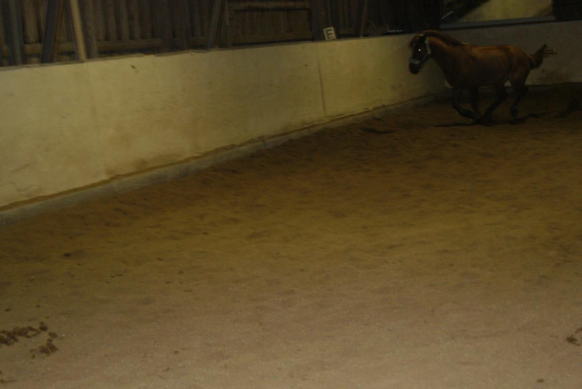 Løsspring på Stevnsbogård D.22/12-2012 billede 17