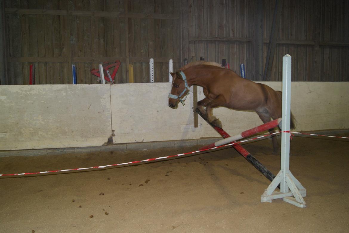 Løsspring på Stevnsbogård D.22/12-2012 billede 18