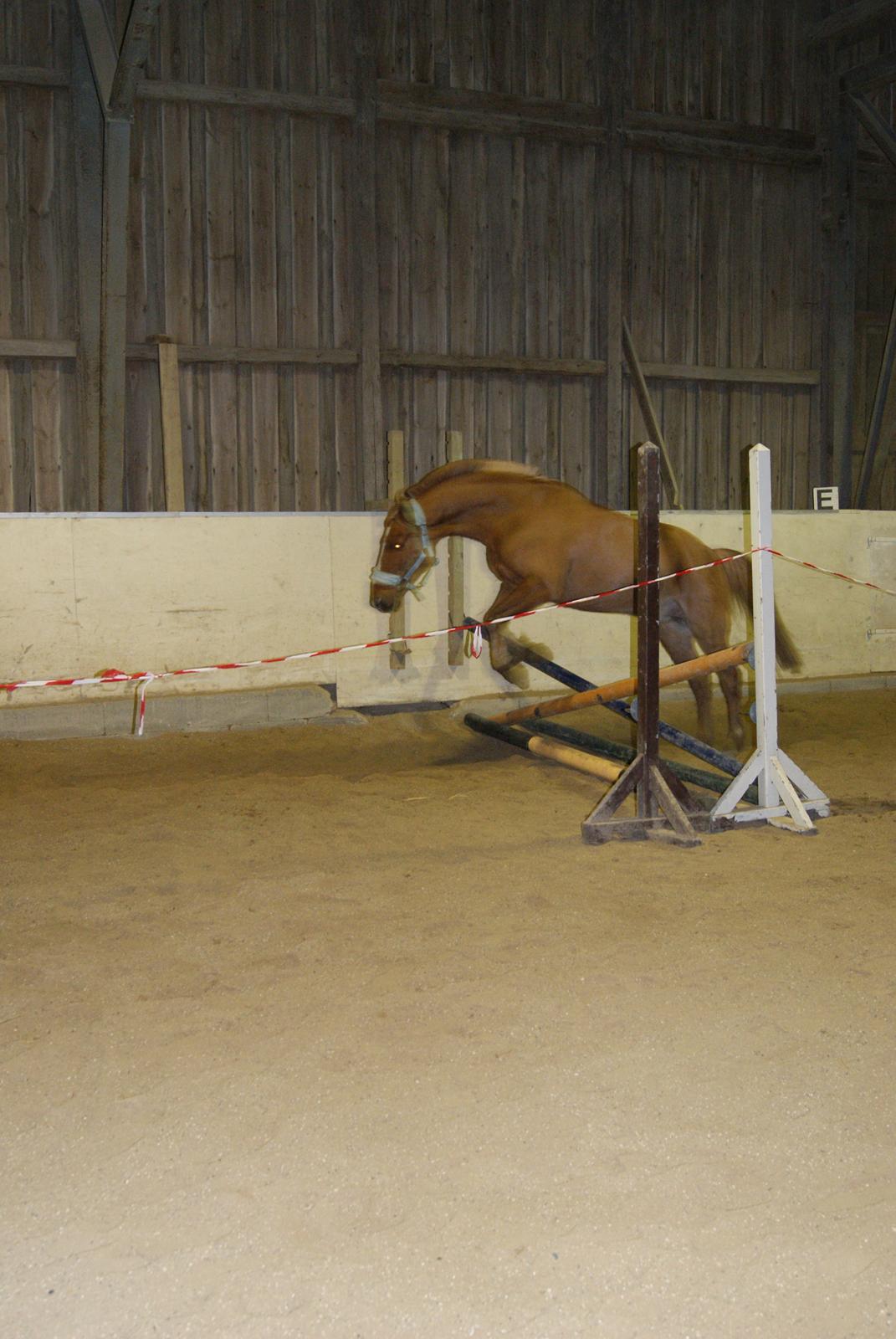 Løsspring på Stevnsbogård D.22/12-2012 billede 19