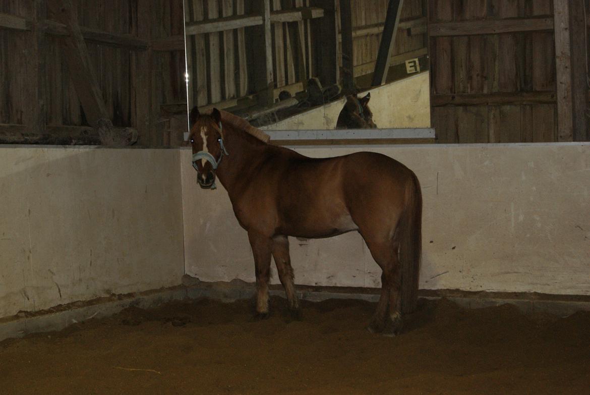 Løsspring på Stevnsbogård D.22/12-2012 billede 20