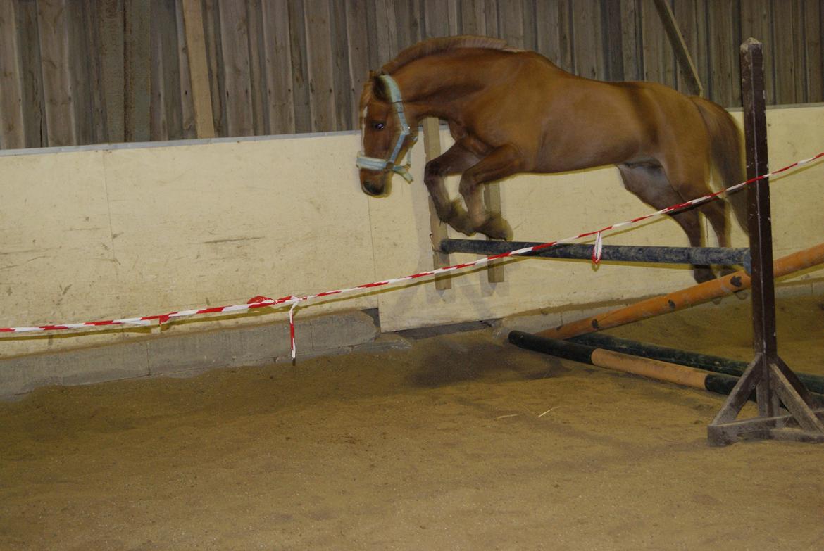 Løsspring på Stevnsbogård D.22/12-2012 billede 21