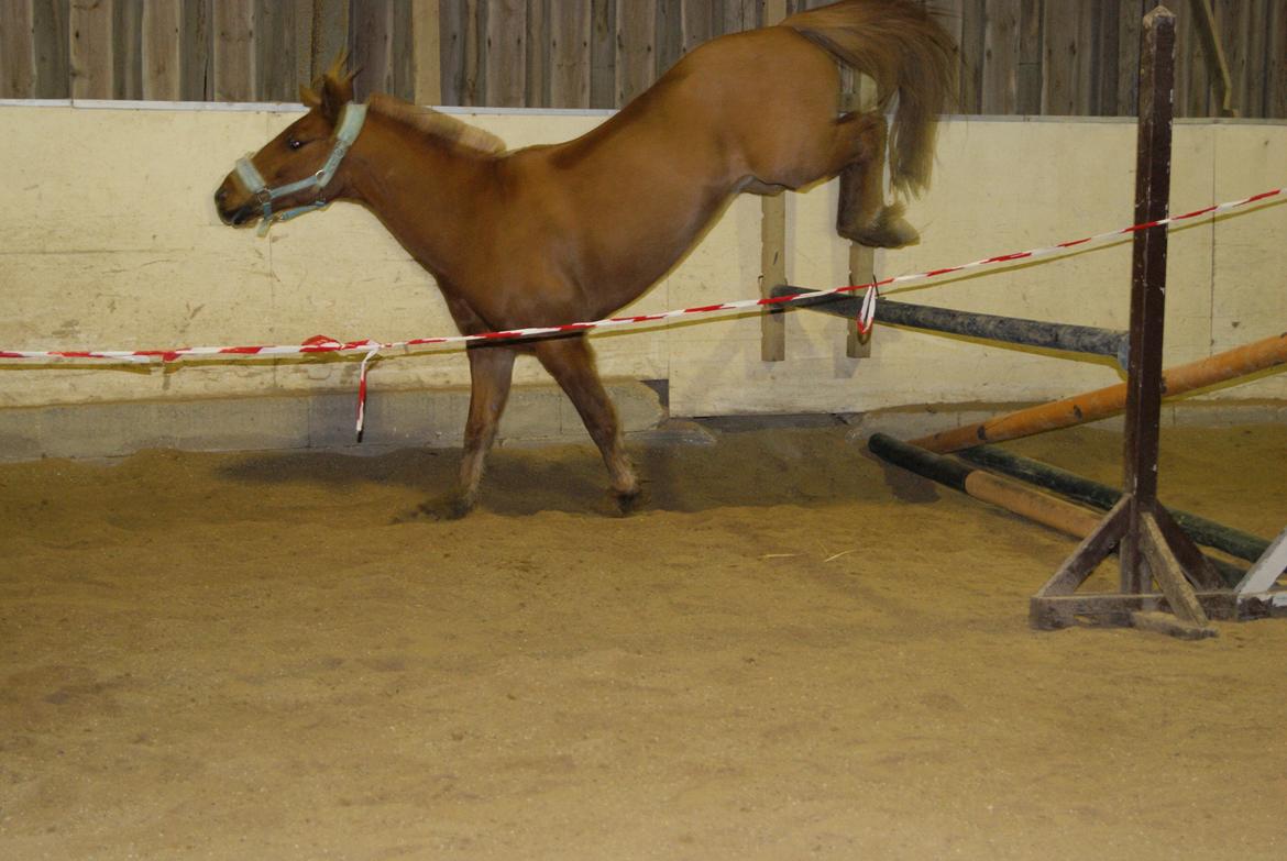 Løsspring på Stevnsbogård D.22/12-2012 billede 22