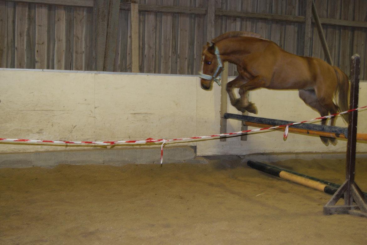 Løsspring på Stevnsbogård D.22/12-2012 billede 23