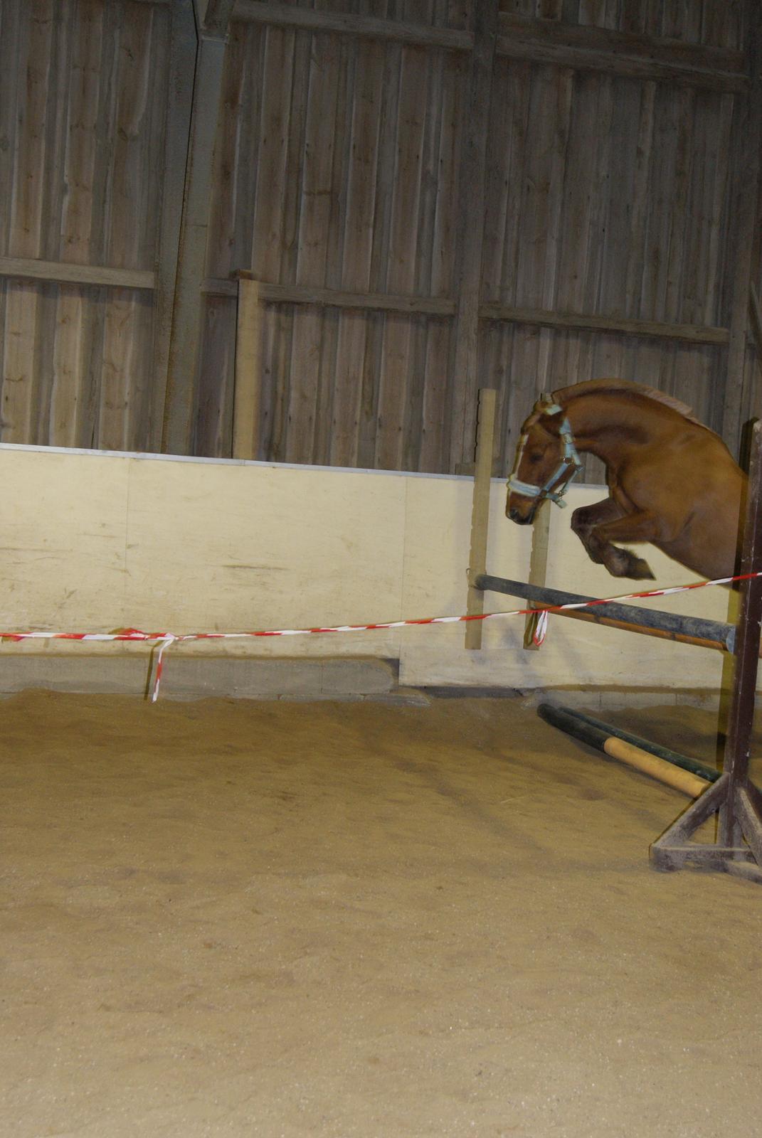 Løsspring på Stevnsbogård D.22/12-2012 billede 24