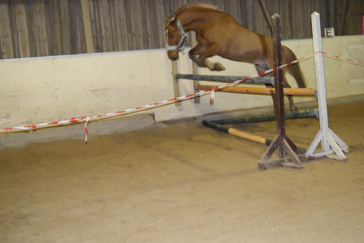 Løsspring på Stevnsbogård D.22/12-2012 billede 25