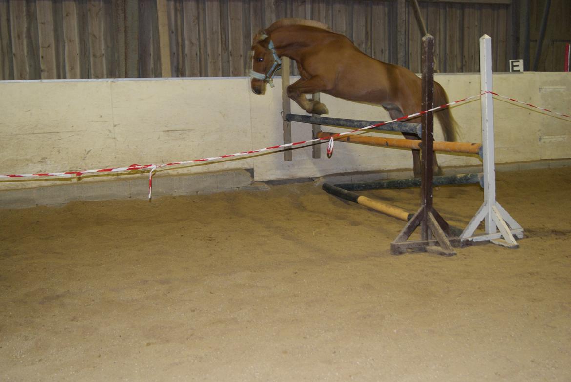 Løsspring på Stevnsbogård D.22/12-2012 billede 27