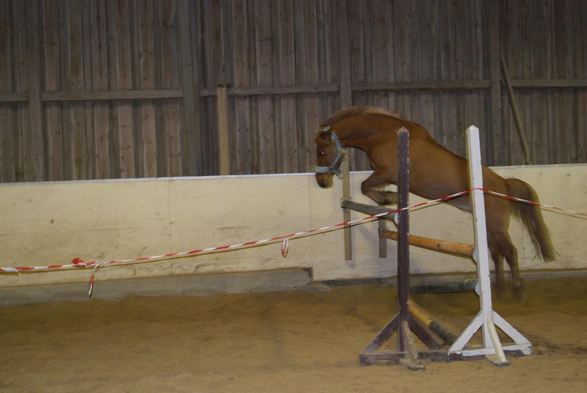 Løsspring på Stevnsbogård D.22/12-2012 billede 28