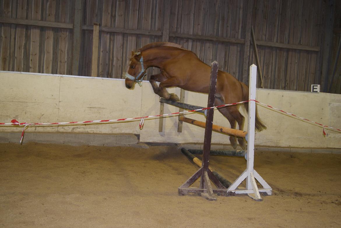 Løsspring på Stevnsbogård D.22/12-2012 billede 29