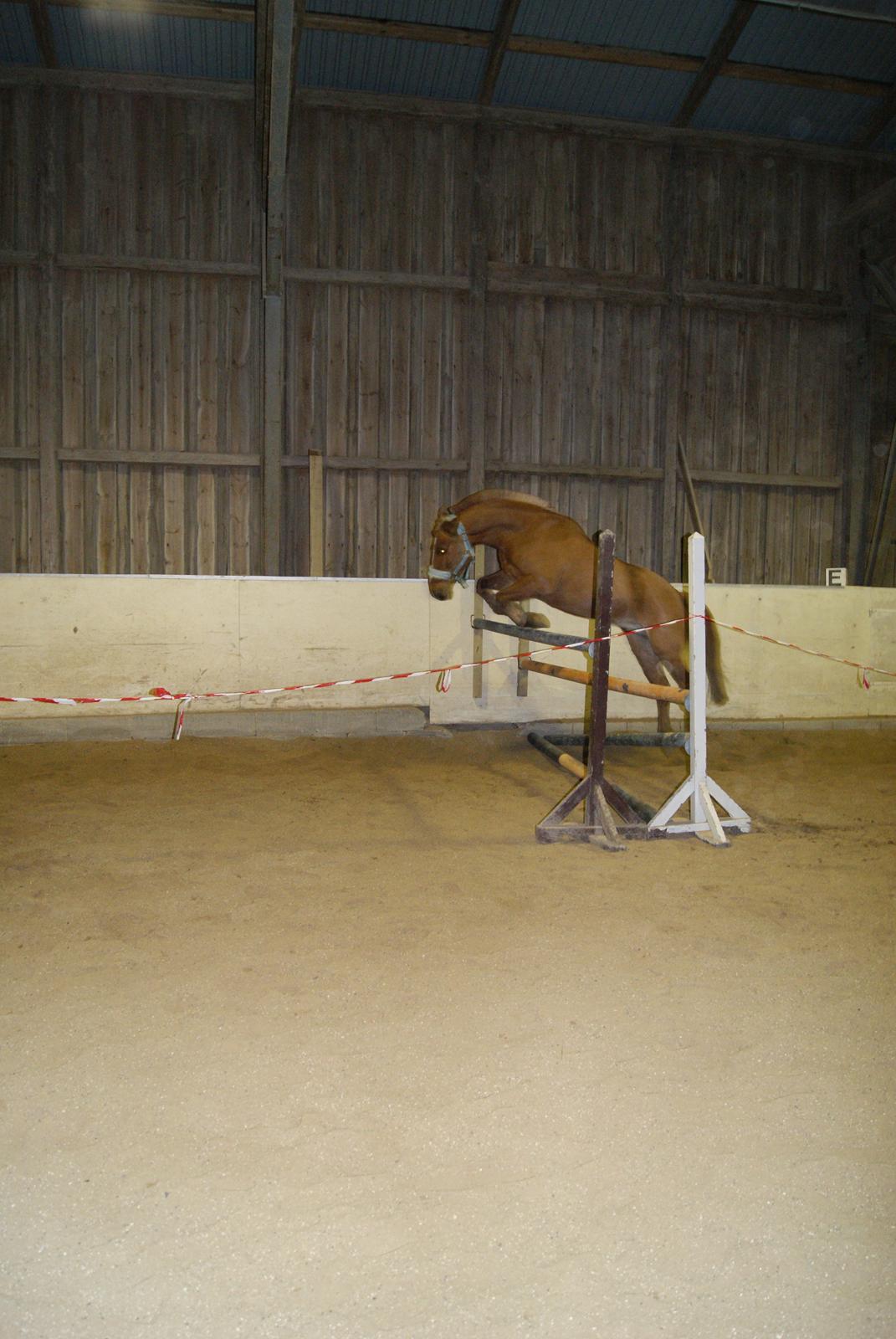 Løsspring på Stevnsbogård D.22/12-2012 billede 30