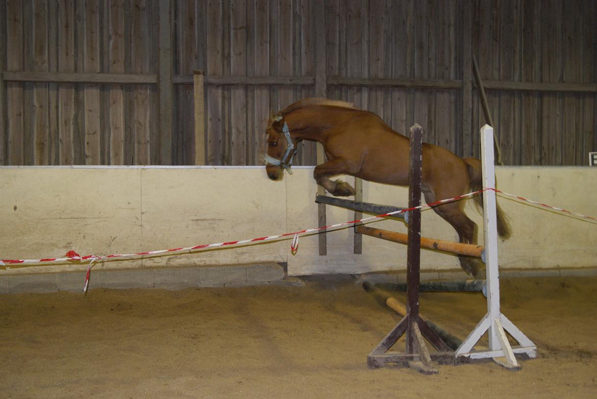 Løsspring på Stevnsbogård D.22/12-2012 billede 31