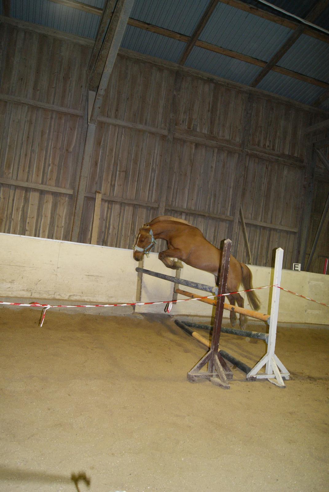 Løsspring på Stevnsbogård D.22/12-2012 billede 33