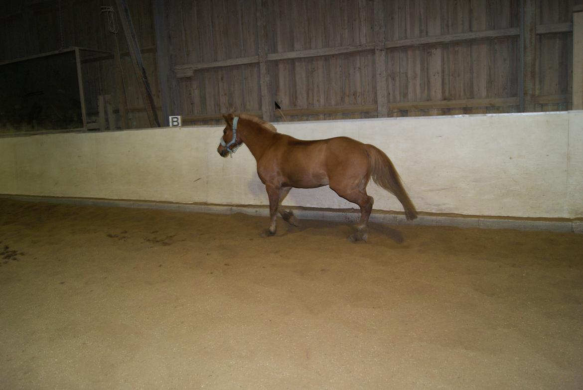 Løsspring på Stevnsbogård D.22/12-2012 billede 34