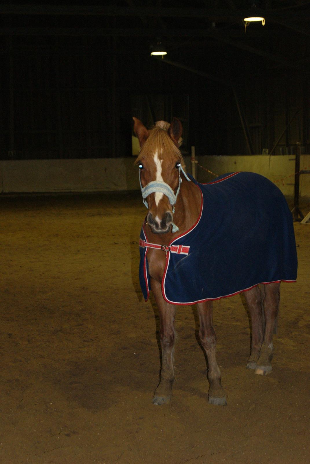 Løsspring på Stevnsbogård D.22/12-2012 billede 35