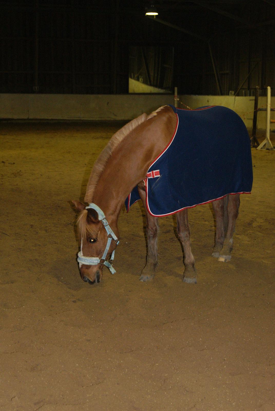 Løsspring på Stevnsbogård D.22/12-2012 billede 36