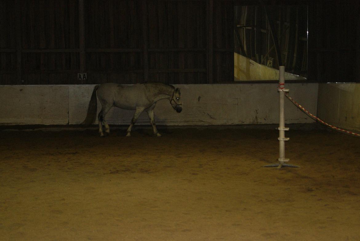 Løsspring på Stevnsbogård D.22/12-2012 - Chicuelo billede 37